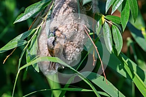 Eurasian Penduline Tit in NestÃÂ Remiz pendulinus photo